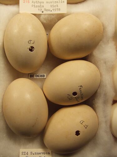 Five bird eggs with specimen label in box.