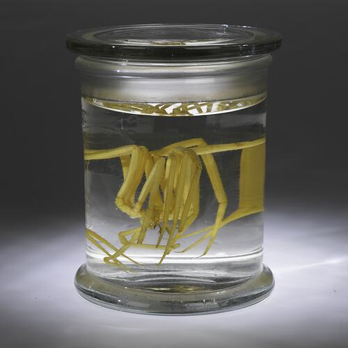 Giant Sea Spider in jar of ethanol.