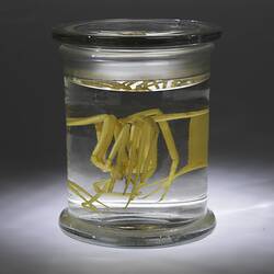 Giant Sea Spider in jar of ethanol.
