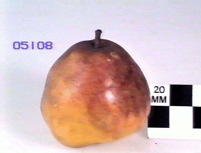 Pear Model - Beurre Diel, Essendon, Victoria, 1875