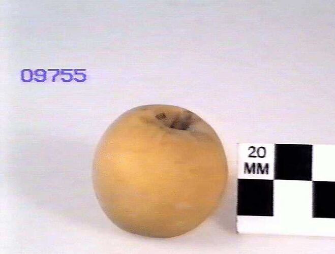 Wax model of yellow apple with stem.