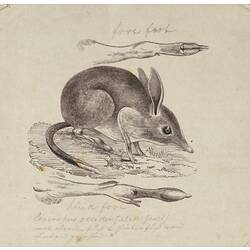 Wood Engraving proof - Pig-footed Bandicoot, Chaeropus ecaudatus, Gerard Kreftt, circa 1857