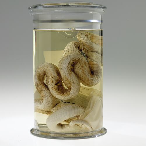 Snake specimen in glass jar of ethanol.