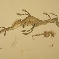 Colour print of an illustration of a seadragon and a seahorse.
