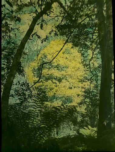 Lantern Slide - Wattle, Kallista, Victoria, 1 Sep 1936. [BA 1795]