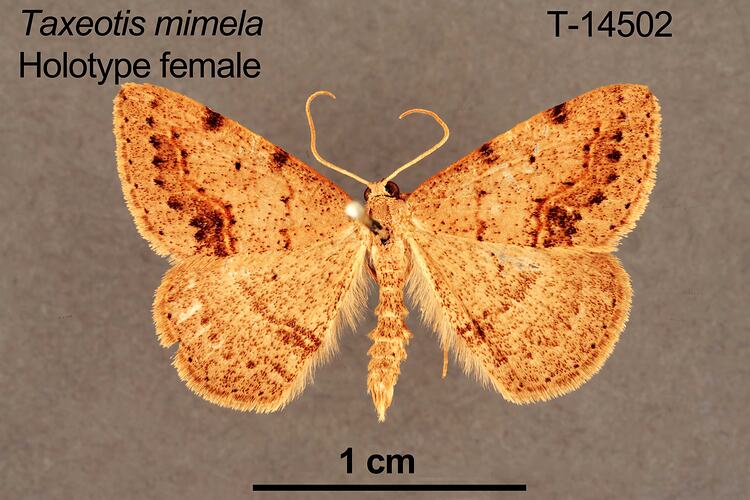 Moth specimen, female, dorsal view.