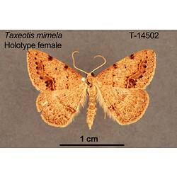 Moth specimen, female, dorsal view.