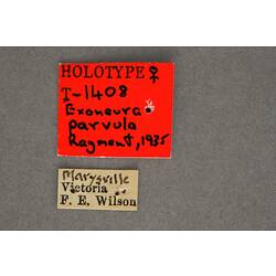 Handwritten specimen labels.