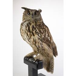 Cream and brown owl specimen mounted on perch.
