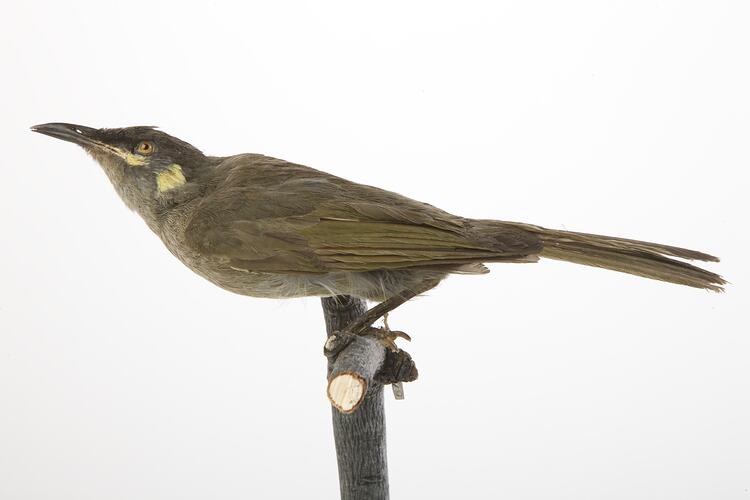 <em>Meliphaga notata mixta</em>, Yellow-spotted Honeyeater, mount.  Registration no. 54999.