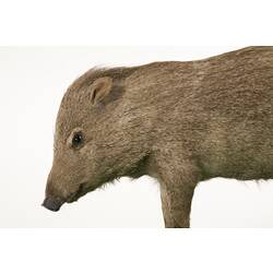 Side view of mounted Peccary specimen.