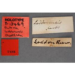 Handwritten specimen labels.
