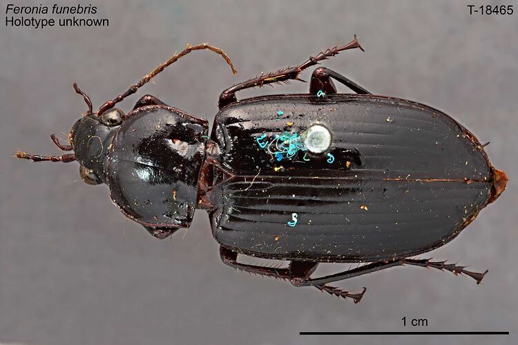 Pinned beetle specimen, dorsal view.