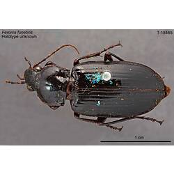 Pinned beetle specimen, dorsal view.