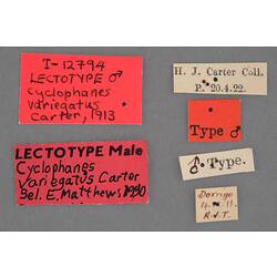 Entomology type specimen labels.