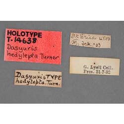 Entomology type specimen labels.