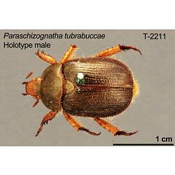 <em>Paraschizognathus tubrabuccae</em> Carne, 1958