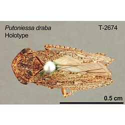 Leafhopper specimen, dorsal view.