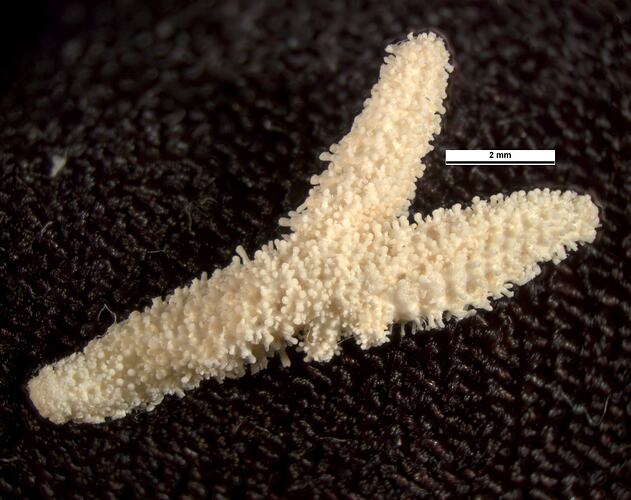 Seastar specimen, two arms missing, dorsal view.