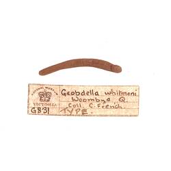 Annelid worm specimen and label.