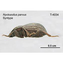 Beetle specimen, lateral view.