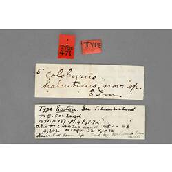 Entomology type specimen labels.