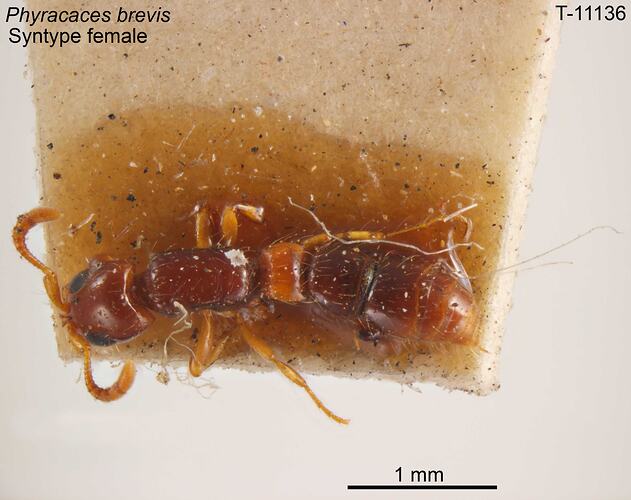 Ant specimen, female, dorsal view.