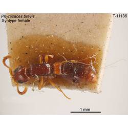 Ant specimen, female, dorsal view.