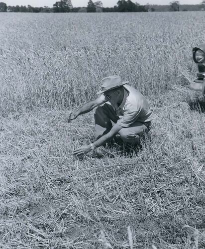 Man measuring height of wheat stubble.