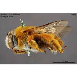 Bee specimen, male, lateral view.