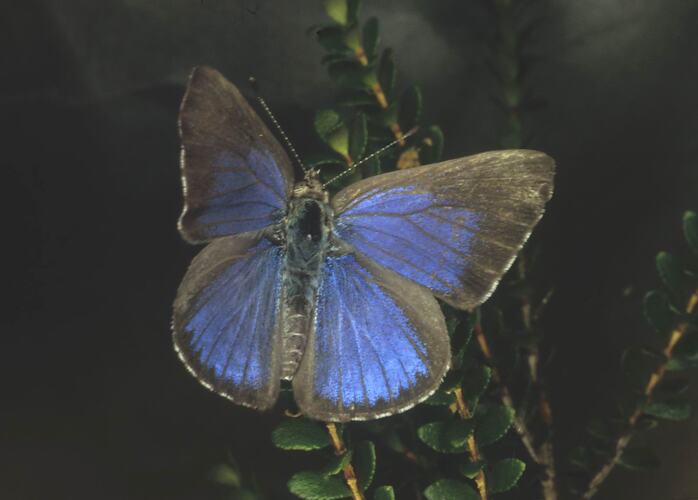 Male Varied Dusky Blue butterfly on plant stem.