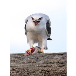 A Black-shouldered Kite, beak open, eyes wide, perched on a log, holding a small mammal in its talons.