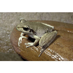 A Lesueur's Frog squatting on top of a stone.