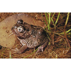 A Common Spadefoot Toad sitting in shallow water.