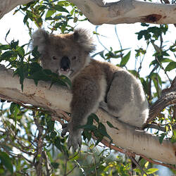 A Koala resting on a tree branch.