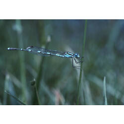 A Damselfly holding on to a blade of grass.