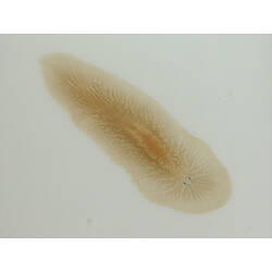Family Leptoplanidae, flatworm. Portsea Pier, Victoria. [F 172784]