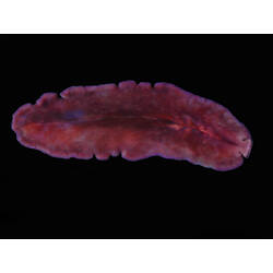 Family Pseudocerotidae, flatworm. Portsea Pier, Victoria. [F 172808]