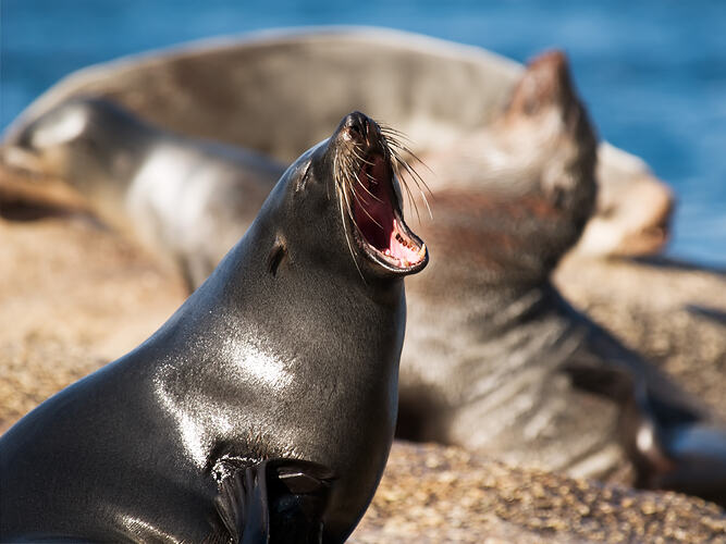 New Zealand Fur Seal, mouth wide open.