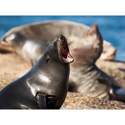 New Zealand Fur Seal, mouth wide open.