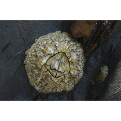 A Surf Barnacle attached to a rock.