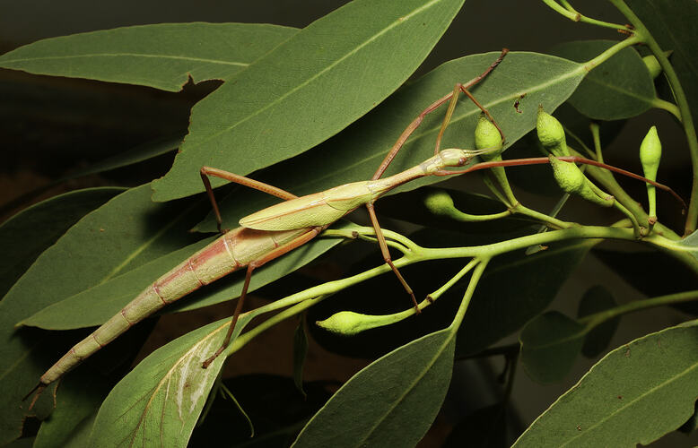 An insect, the Spur-legged Phasmid, on a plant stem.