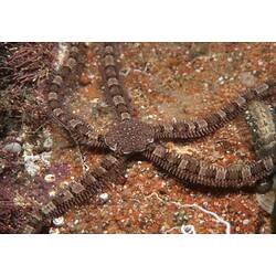 A pink and red Banded Brittle Star on a rocky reef.