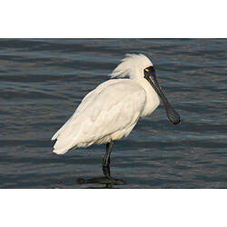 A Royal Spoonbill standing in shallow water.