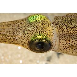 Southern Calamari Squid; close-up of head.