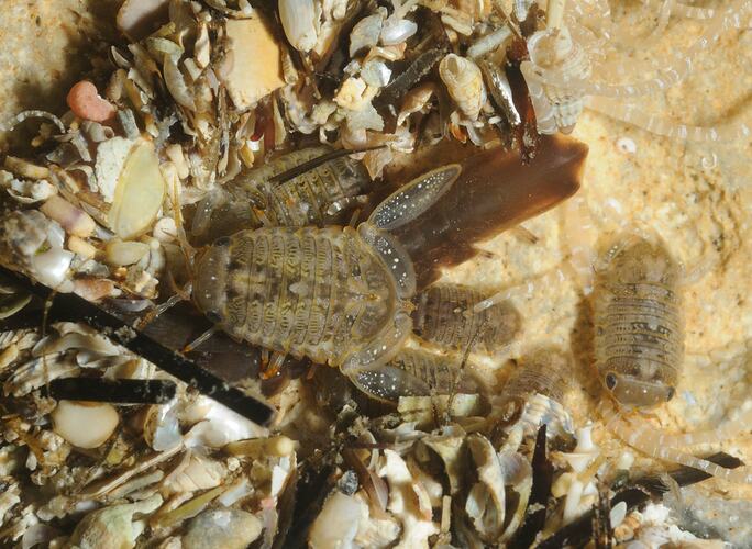Marine Pillbugs on a shelly sand seafloor