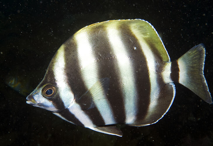A black and white stripy fish, the Moonlighter, swimming.