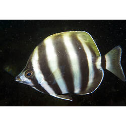 A black and white stripy fish, the Moonlighter, swimming.