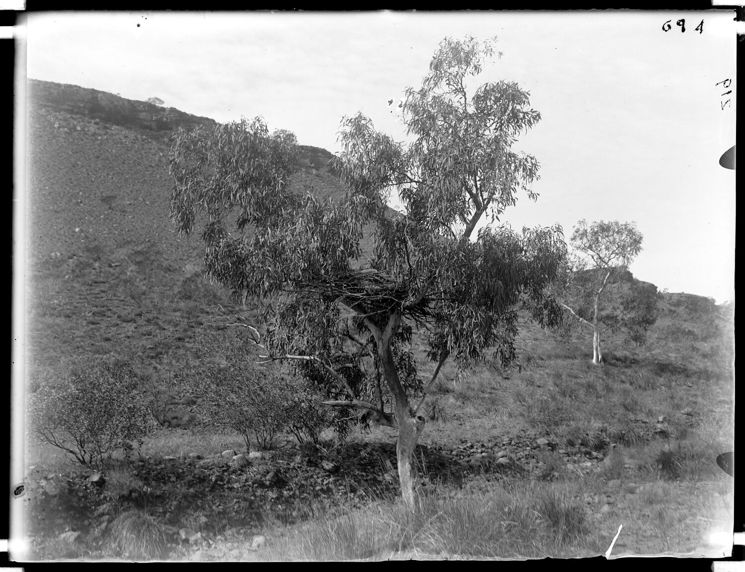 Glass plate. Kaytetye. Barrow Creek, Central Australia, Northern ...