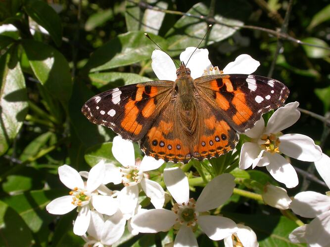 Orange and brown butterfly on white flowers.